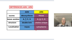 Cours biologie humaine 15 octobre