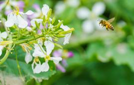 Agriculture et biodiversité (1) : Enjeux et interactions